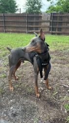 Lost Male Dog last seen Near castle Dr, Garland, TX 75040