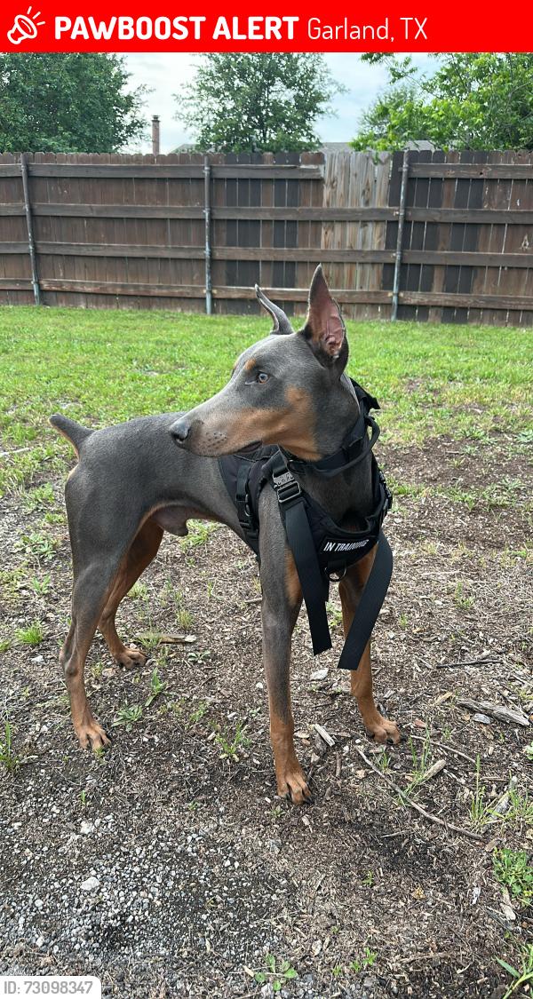 Lost Male Dog last seen Near castle Dr, Garland, TX 75040