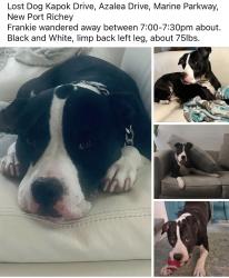Reunited Male Dog last seen Kapok Drive and Azalea Drive, New Port Richey, FL 34652