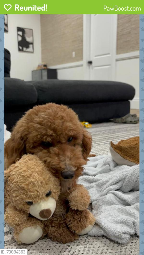 Reunited Female Dog last seen Cheribon st and Honeycutt , Port St. Lucie, FL 34953