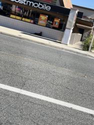 Found/Stray Unknown Dog last seen Dirección cercana: Boost Mobile, 261 W Foothill Blvd, Rialto, CA 92376, Rialto, CA 92376