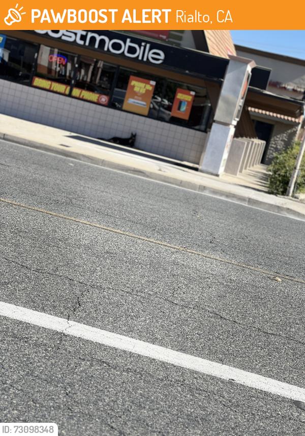 Found/Stray Unknown Dog last seen Dirección cercana: Boost Mobile, 261 W Foothill Blvd, Rialto, CA 92376, Rialto, CA 92376