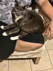 Lost Male Cat last seen Levick st Philadelphia pa, Philadelphia, PA 19149