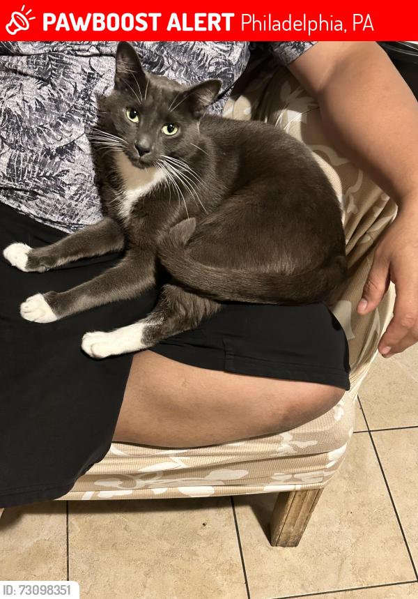 Lost Male Cat last seen Levick st Philadelphia pa, Philadelphia, PA 19149
