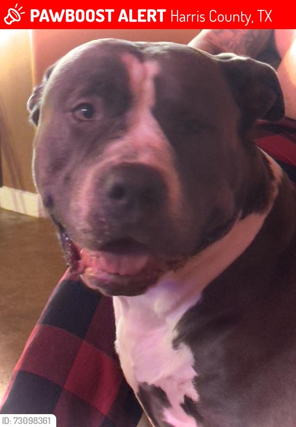 Lost Female Dog last seen Australian Reaf, Harris County, TX 77449