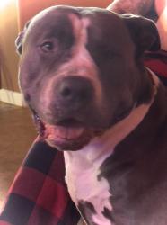 Lost Female Dog last seen Australian Reaf, Harris County, TX 77449