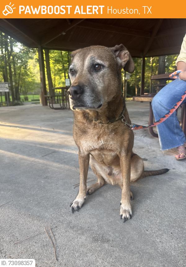 Found/Stray Male Dog last seen Close to west rd and baker cypress, Houston, TX 77429