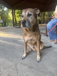 Found/Stray Male Dog last seen Close to west rd and baker cypress, Houston, TX 77429