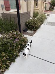 Lost Male Cat last seen San Ramon ave, Mountain View, CA 94043