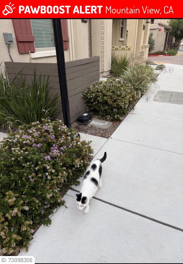 Lost Male Cat last seen San Ramon ave, Mountain View, CA 94043