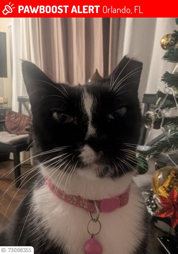 Lost Female Cat last seen Semoran blvd and curry ford intersection, Orlando, FL 32822