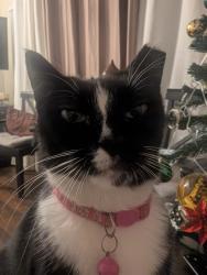 Lost Female Cat last seen Semoran blvd and curry ford intersection, Orlando, FL 32822
