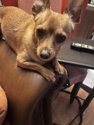 Reunited Male Dog last seen Irvington park, Irvington, NJ 07111