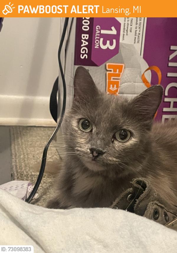 Found/Stray Unknown Cat last seen Kalamazoo st and Leslie st, Lansing, MI 48933
