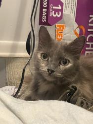 Found/Stray Unknown Cat last seen Kalamazoo st and Leslie st, Lansing, MI 48933