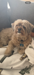 Lost Male Dog last seen Carey and pecos, North Las Vegas, NV 89030