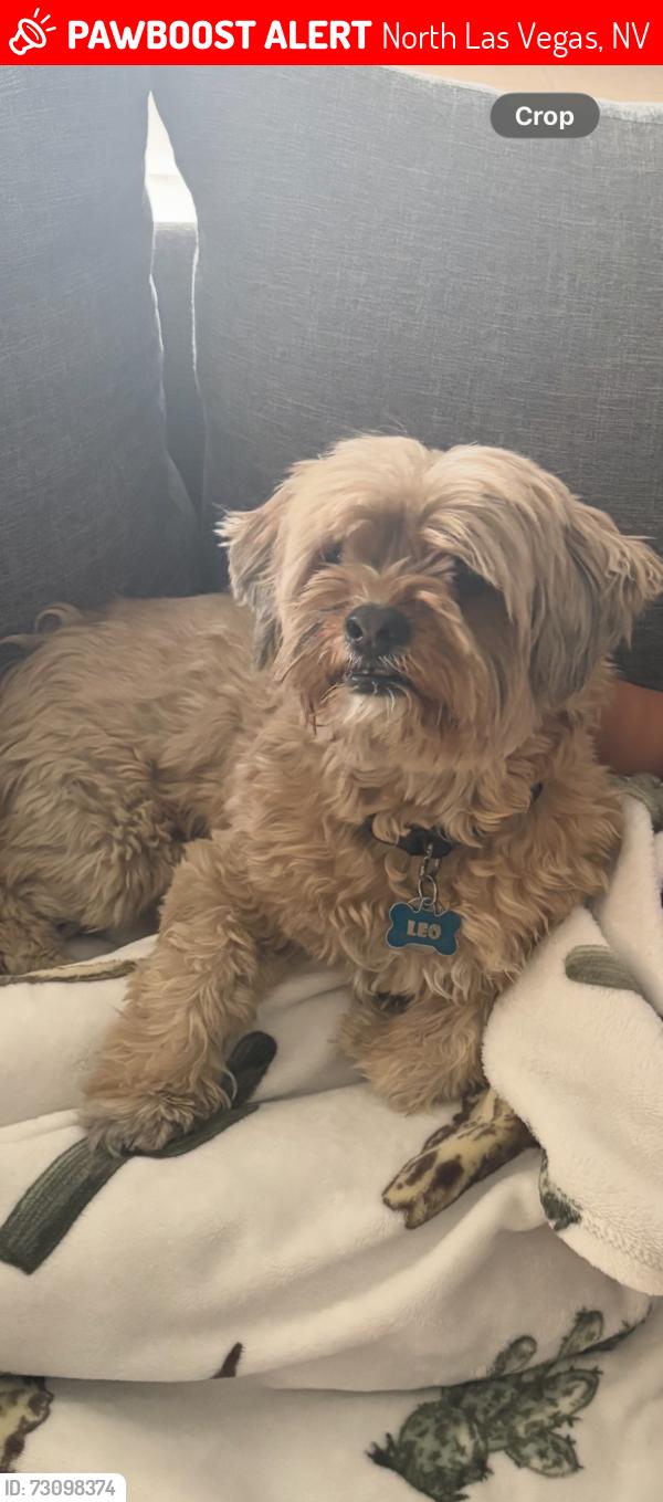 Lost Male Dog last seen Carey and pecos, North Las Vegas, NV 89030
