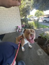 Reunited Male Dog last seen Starbird & Boyton, San Jose, CA 95117