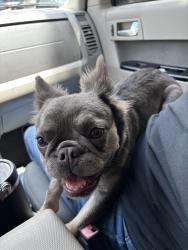 Found/Stray Female Dog last seen Ingram rd, San Antonio, TX 78238