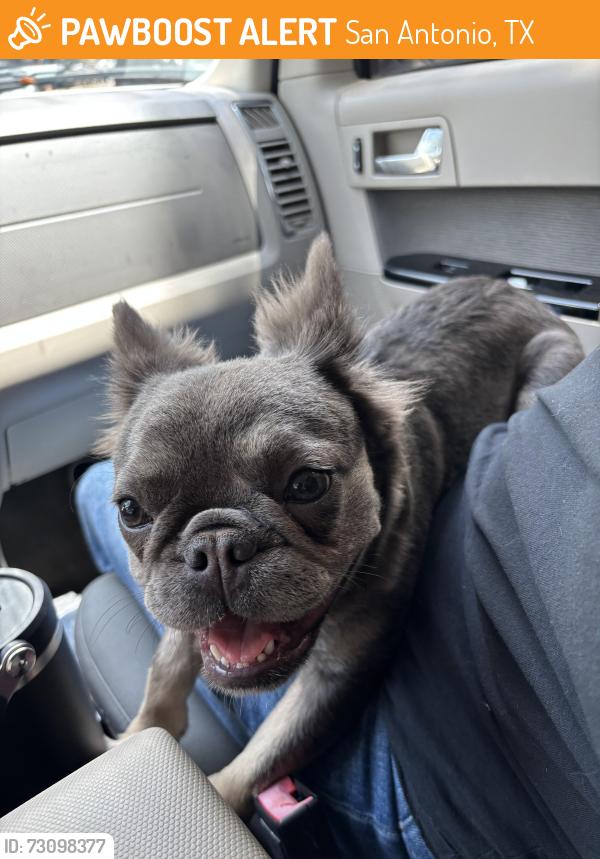 Found/Stray Female Dog last seen Ingram rd, San Antonio, TX 78238