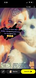 Lost Male Dog last seen Alder Ridge apts, Winston-Salem, NC 27104