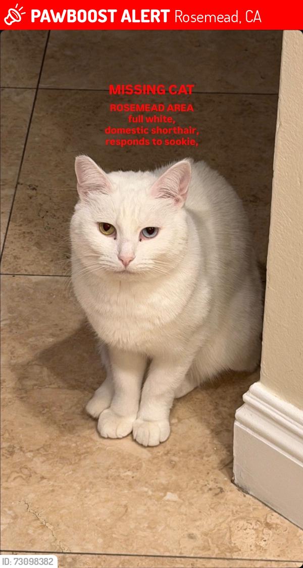 Lost Female Cat last seen Heglis Ave, Rosemead, Rosemead, CA 91770