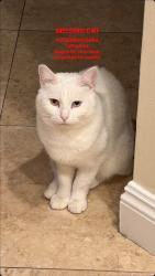 Lost Female Cat last seen Heglis Ave, Rosemead, Rosemead, CA 91770