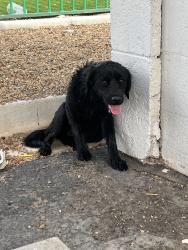 Found/Stray Female Dog last seen Torrey Pines and Charleston, Las Vegas, NV 89146