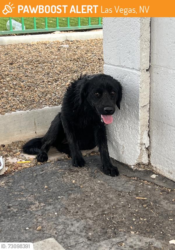 Found/Stray Female Dog last seen Torrey Pines and Charleston, Las Vegas, NV 89146