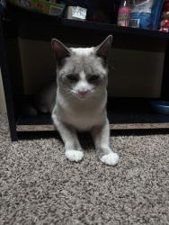 Reunited Male Cat last seen Woodfords corner Portland Maine, Portland, ME 04103