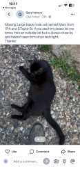 Lost Male Cat last seen 17th and South Taylor St, Little Rock, AR 72204