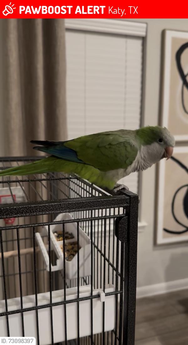 Lost Unknown Bird last seen Katy Hockley Cutoff rd & Stockdick School rd, Katy, TX 77493