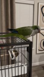Lost Unknown Bird last seen Katy Hockley Cutoff rd & Stockdick School rd, Katy, TX 77493