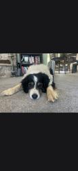 Reunited Male Dog last seen San miguel canyon rd, Prunedale, CA 95076