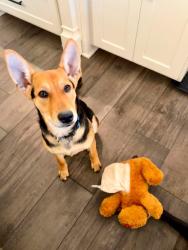 Reunited Female Dog last seen Cr 189 N/ FM 344W, Flint, TX 75762
