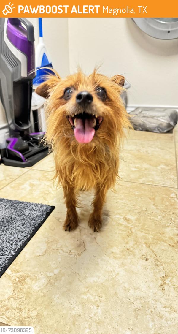 Found/Stray Unknown Dog last seen Mostyn drive x Mostyn lane, Magnolia, TX 77354