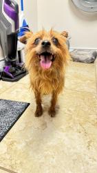 Found/Stray Unknown Dog last seen Mostyn drive x Mostyn lane, Magnolia, TX 77354
