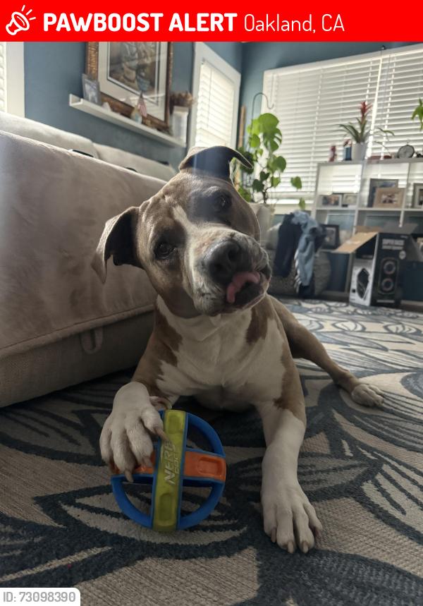 Lost Male Dog last seen Bancroft, Oakland, CA 94621