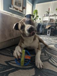 Lost Male Dog last seen Bancroft, Oakland, CA 94621