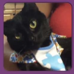 Lost Female Cat last seen Pipe Stave Hollow Ln, No Country Rd , Engel Ct, Miller Place, NY 11764