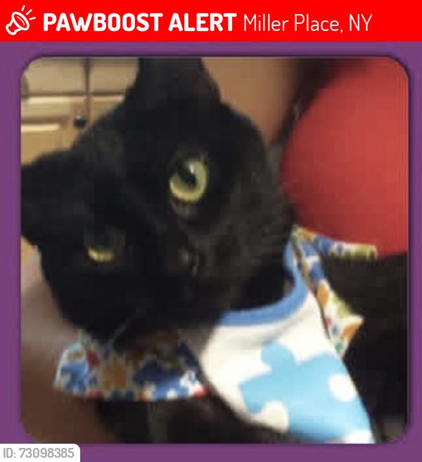 Lost Female Cat last seen Pipe Stave Hollow Ln, No Country Rd , Engel Ct, Miller Place, NY 11764