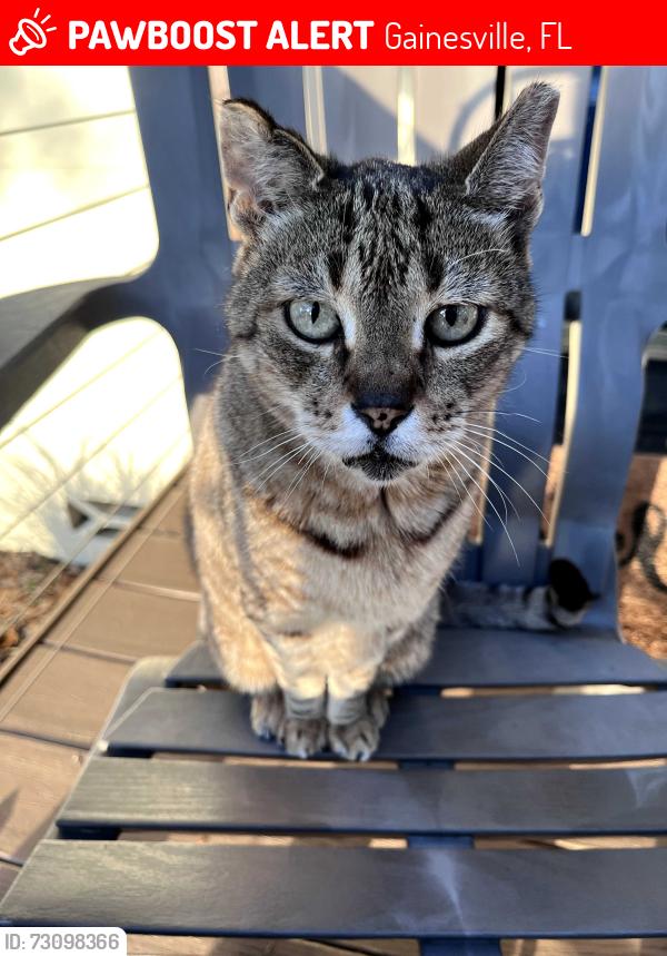 Lost Male Cat last seen Westwood Middle School, Westside Park, Gainesville, FL 32605
