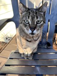 Lost Male Cat last seen Westwood Middle School, Westside Park, Gainesville, FL 32605