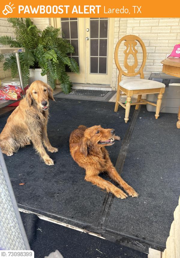 Found/Stray Female Dog last seen Near crownwood dr, Laredo, TX 78045