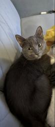Reunited Male Cat last seen 43rd drive se bothell wa, Bothell, WA 98021