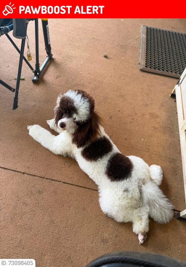 Lost Female Dog last seen Hwy 36, Lawrence County, AL 35619