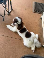 Lost Female Dog last seen Hwy 36, Lawrence County, AL 35619