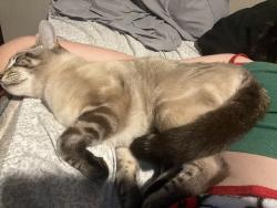 Lost Male Cat last seen 130th and 89th, 136th and 89th, Vancouver, WA 98682