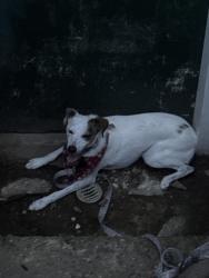 Found/Stray Female Dog last seen Near Baltimore Ave Wilmington, DE 19805, Wilmington, DE 19805