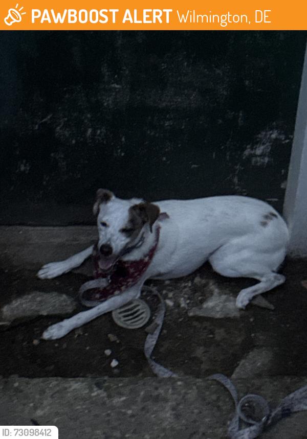 Found/Stray Female Dog last seen Near Baltimore Ave Wilmington, DE 19805, Wilmington, DE 19805